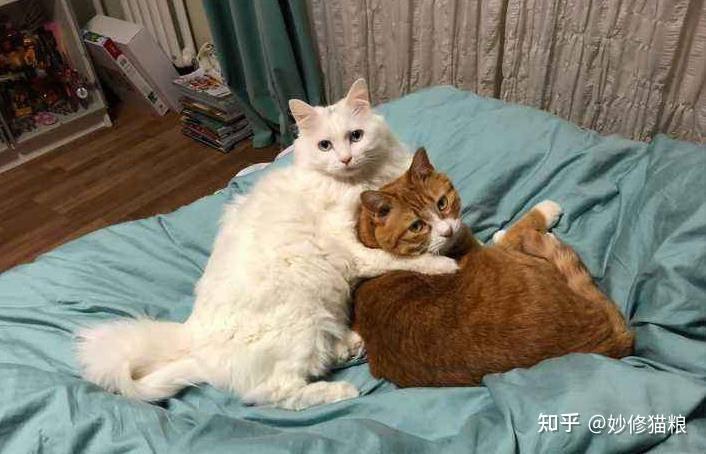 春天到了,猫咪发情期怎么办? - 知乎