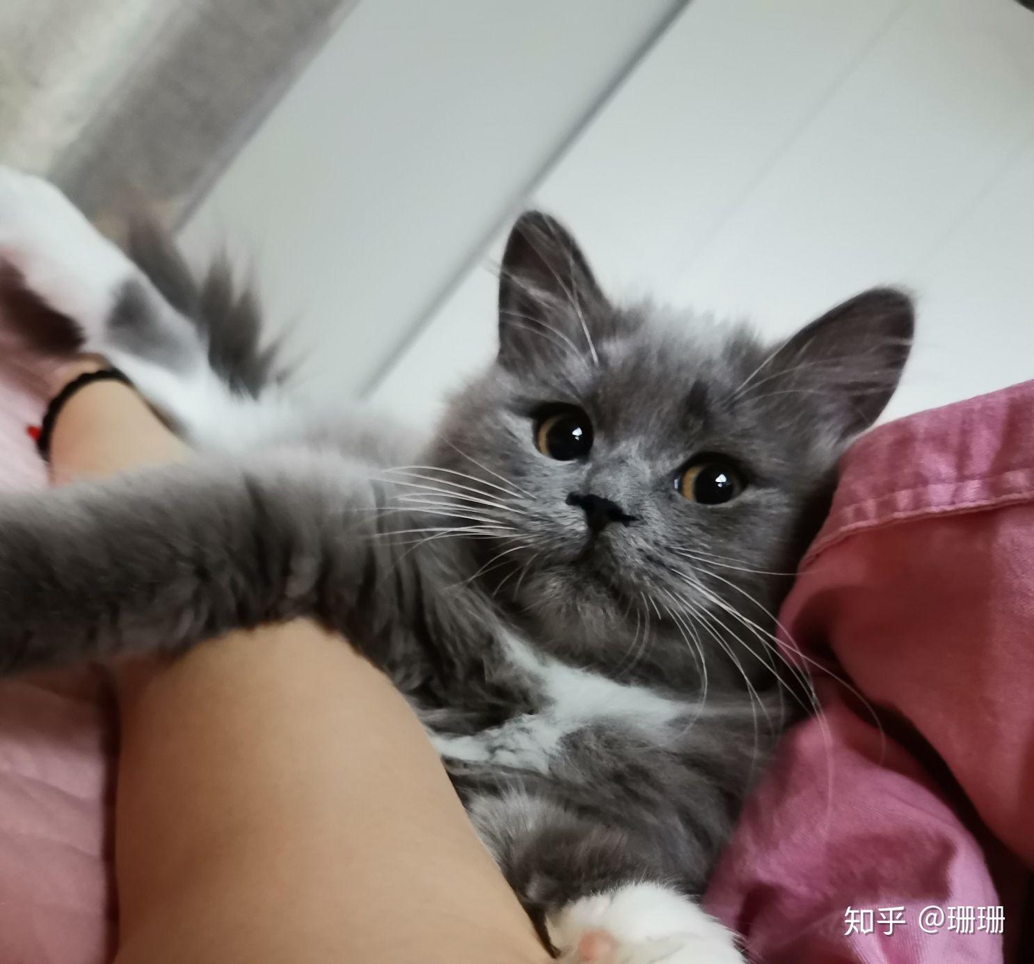 有人试过布偶猫和蓝猫配种的吗