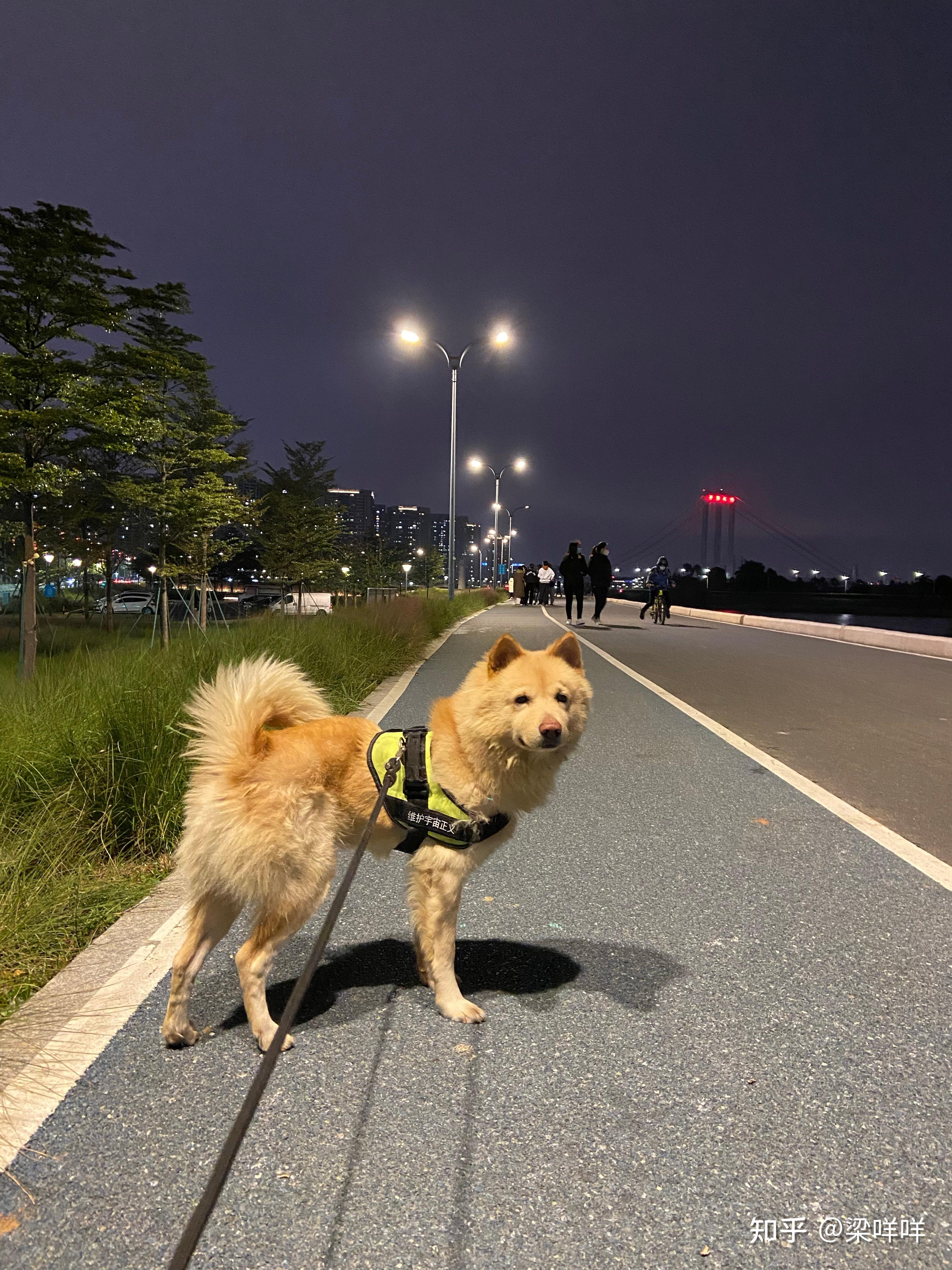 土松狮是土狗中最有希望成为国产翘楚的,为什么知道它的人寥寥无几? - 知乎