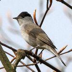 东北网友拍下燕子滞留没南飞，目击者称「已死挺多了，飞不走了」，这些鸟为何滞留北方？该如何安全过冬？