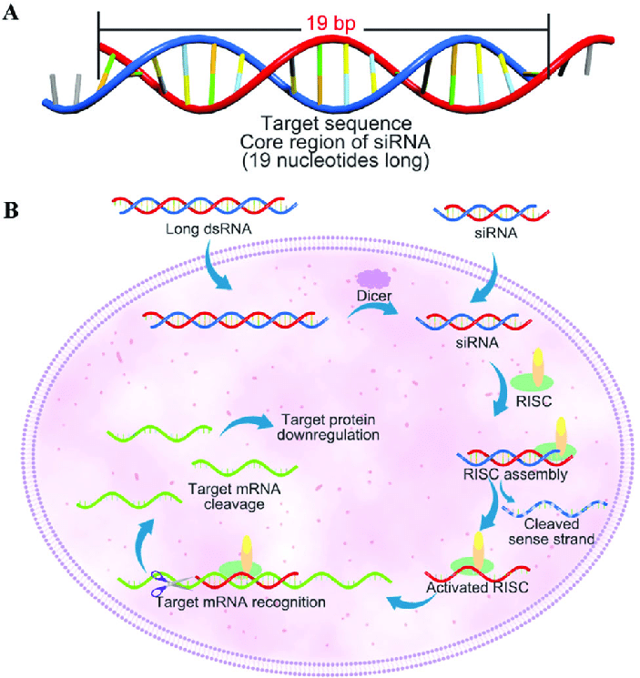 RNA干扰（RNAi)的相关原理及实验流程 - 知乎
