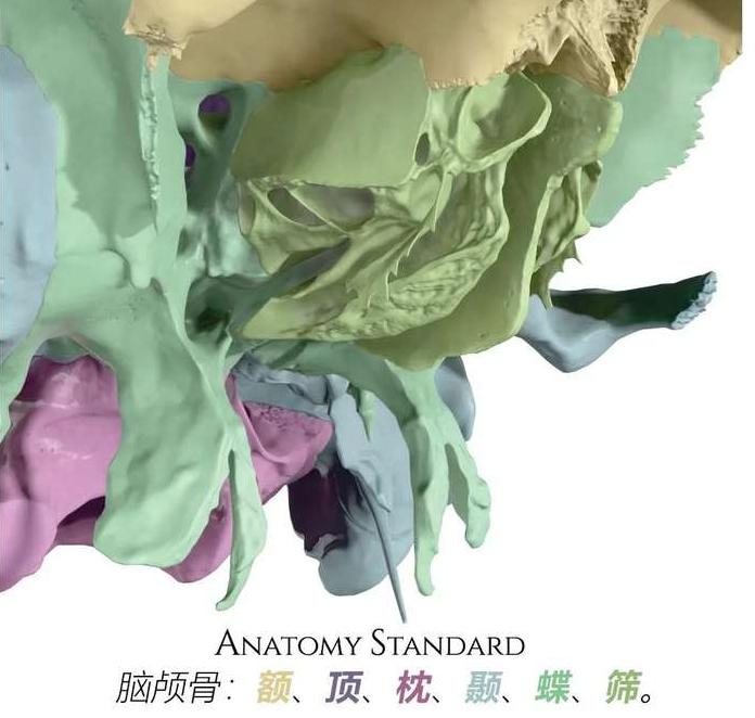 颌面部骨骼结构图解 - 知乎