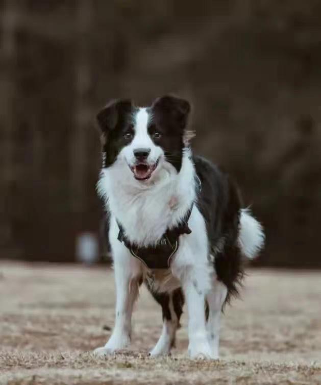 昆明官渡彩云北路路馨小区至晓东村方向丢失黑白公边境牧羊犬