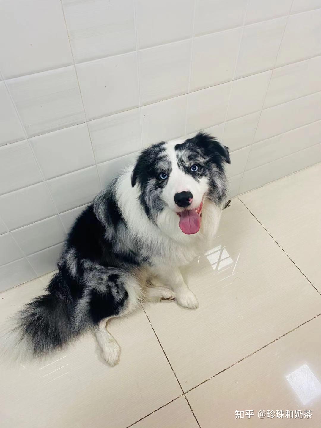 陨石边牧好还是黑白边牧好? - 知乎