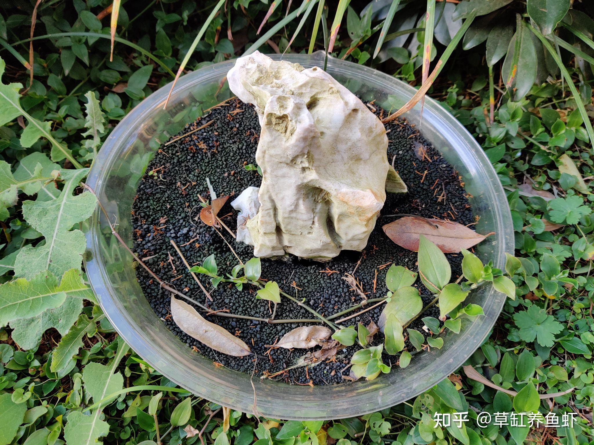 之前有个草缸现在不养了剩下好多ada的水草泥可以用水草泥养多肉吗