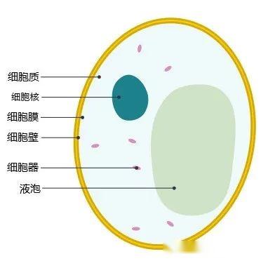 【真菌界全系列-07】子囊菌门—酵母亚门 - 知乎