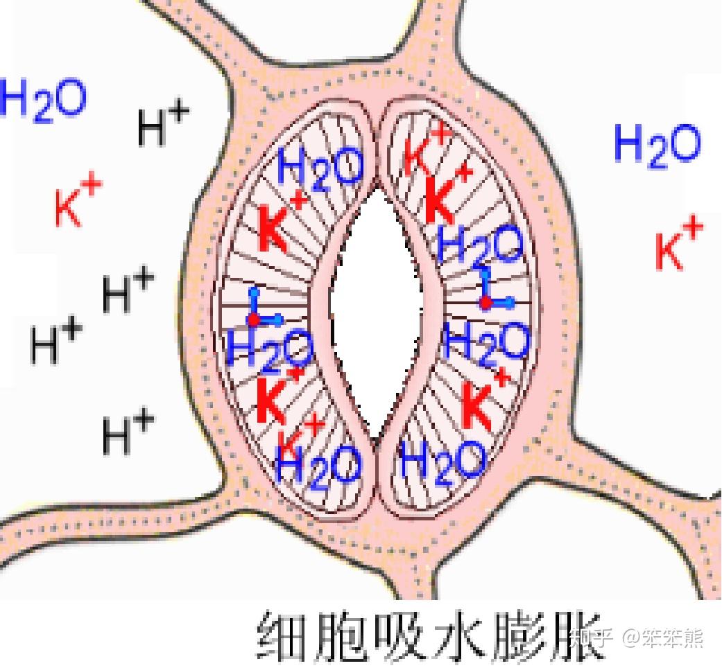 植物生理学为什么钾离子会使植物叶片的气孔张开气孔的运动机理