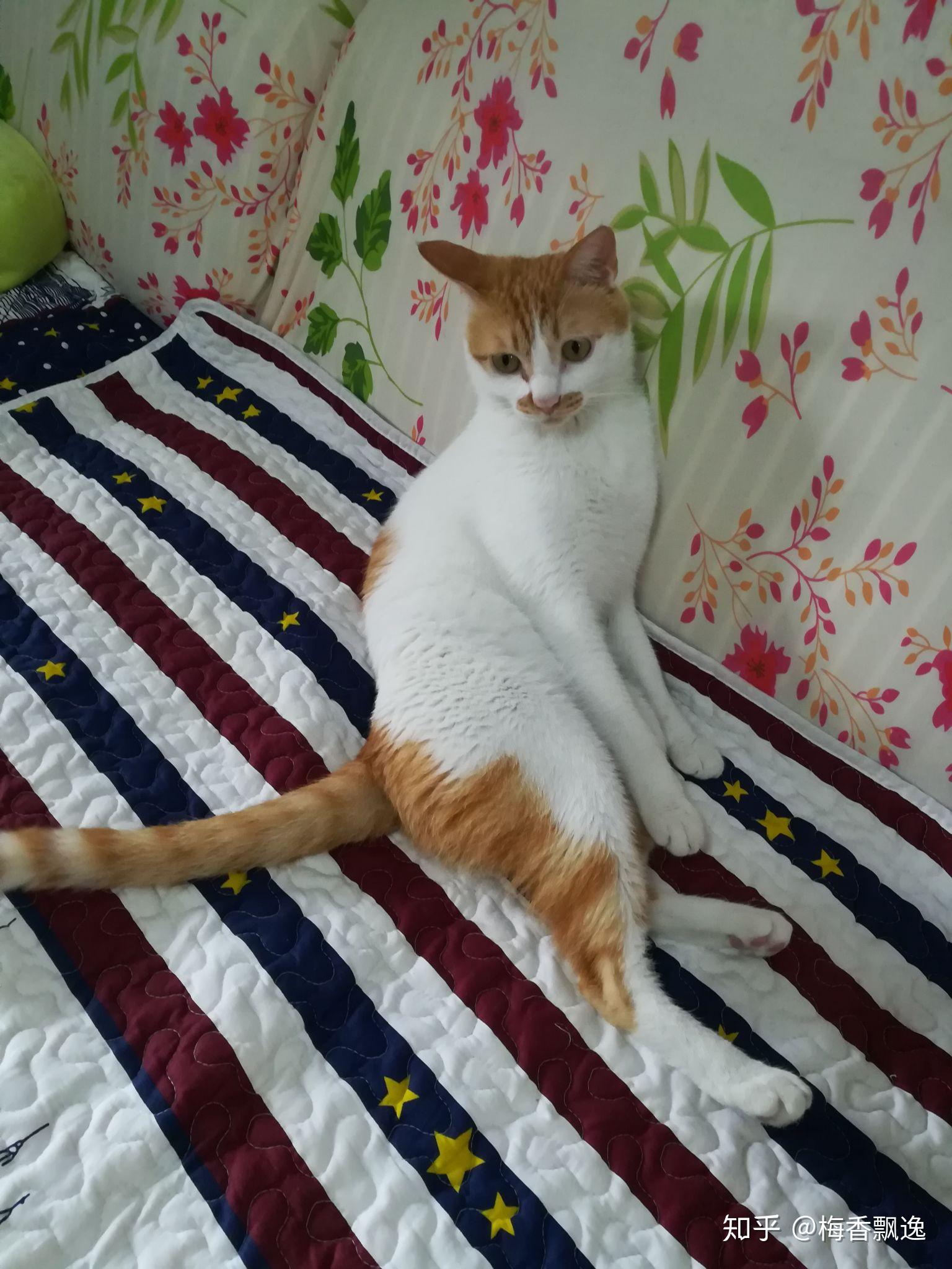 我家养了一只黄白相间的土猫一直当宠物猫养小时候还挺粘人的但是