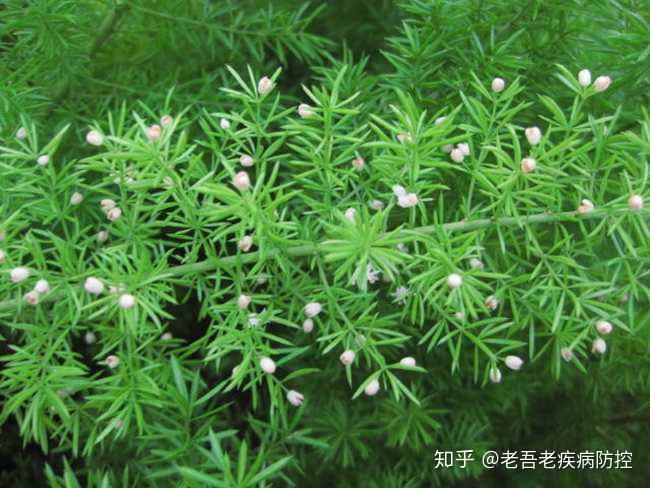 小小天冬，竟然对糖尿病患者的养生功效真不小？ - 知乎