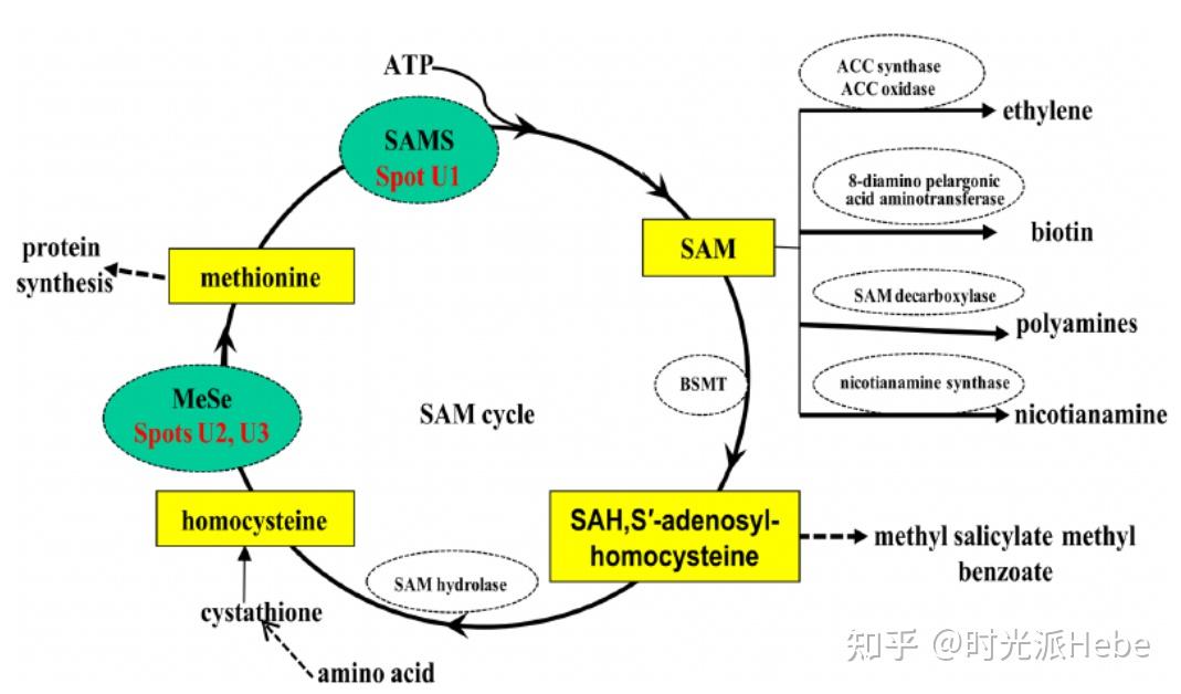 甘氨酸,甜蜜的“续命药”!实用盘点:甘氨酸怎么吃+为何吃,大卫辛克莱抗衰公司最新综述 - 知乎