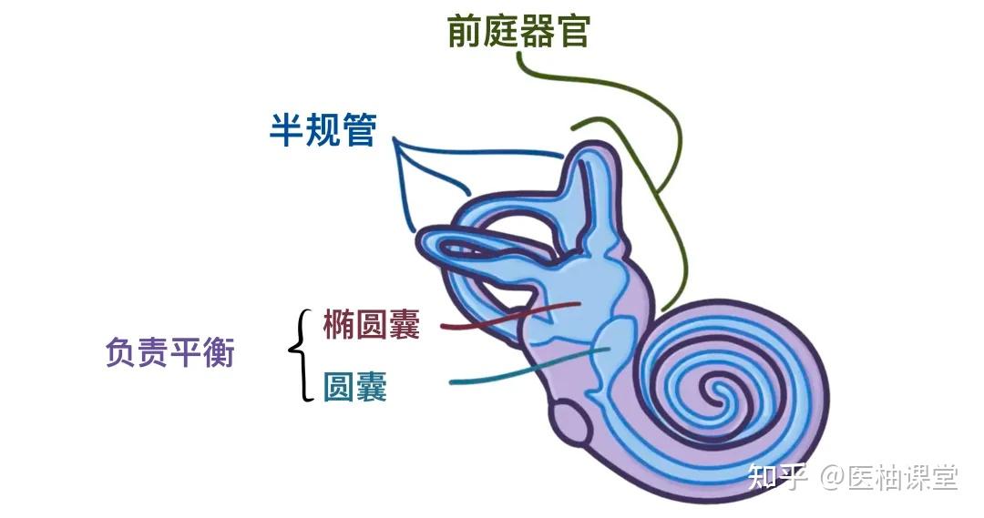人体解剖学基础:耳朵 - 知乎