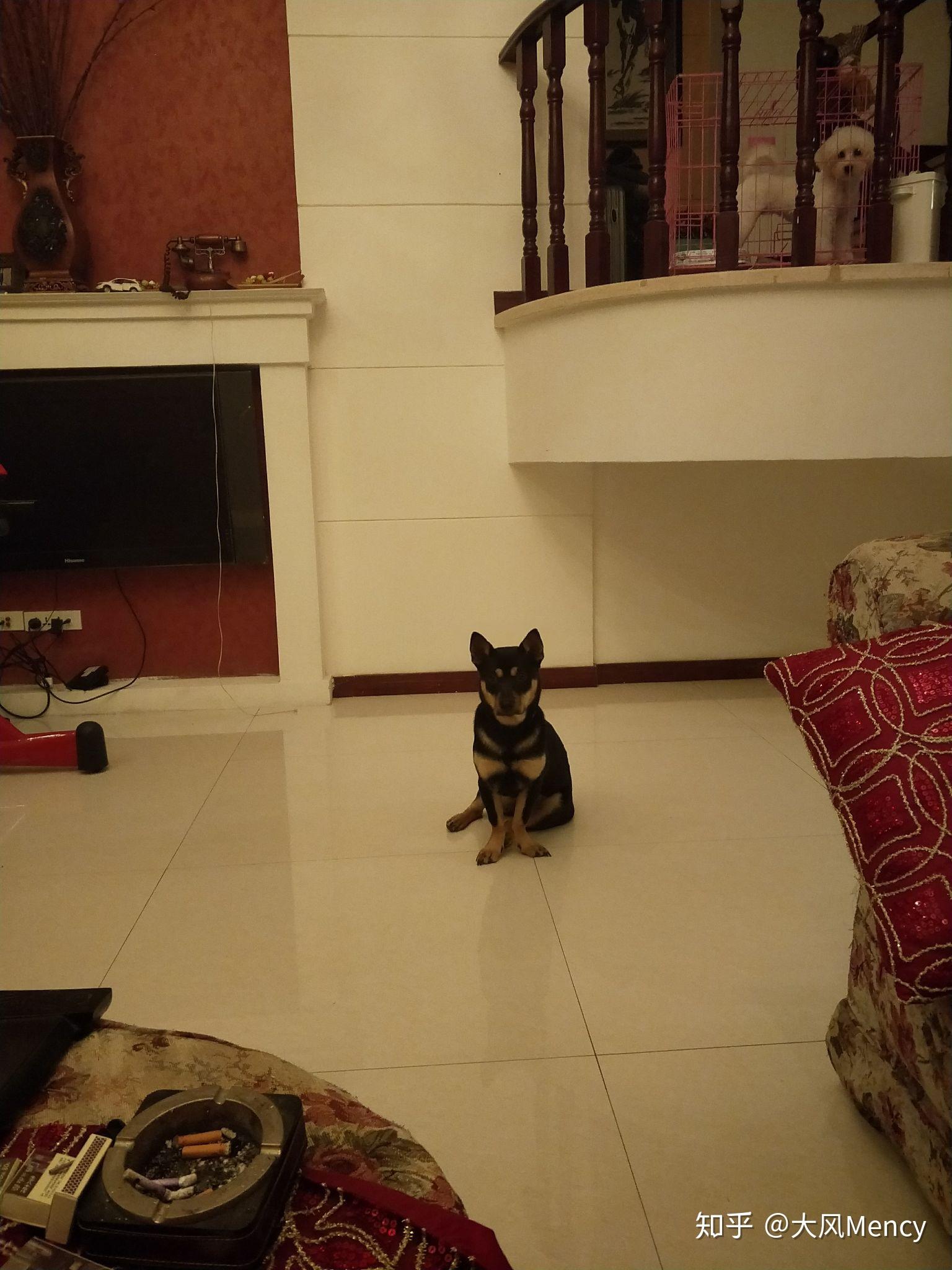 养中华田园犬 四眼 是种怎么样的体验？ - 知乎