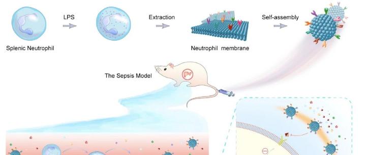 Materials Today Bio丨新型纳米诱饵在脓毒症中的抗炎作用 知乎