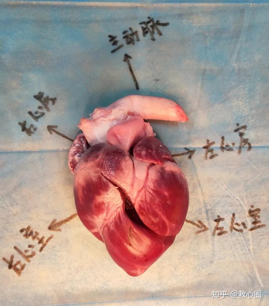 猪心脏构造图片