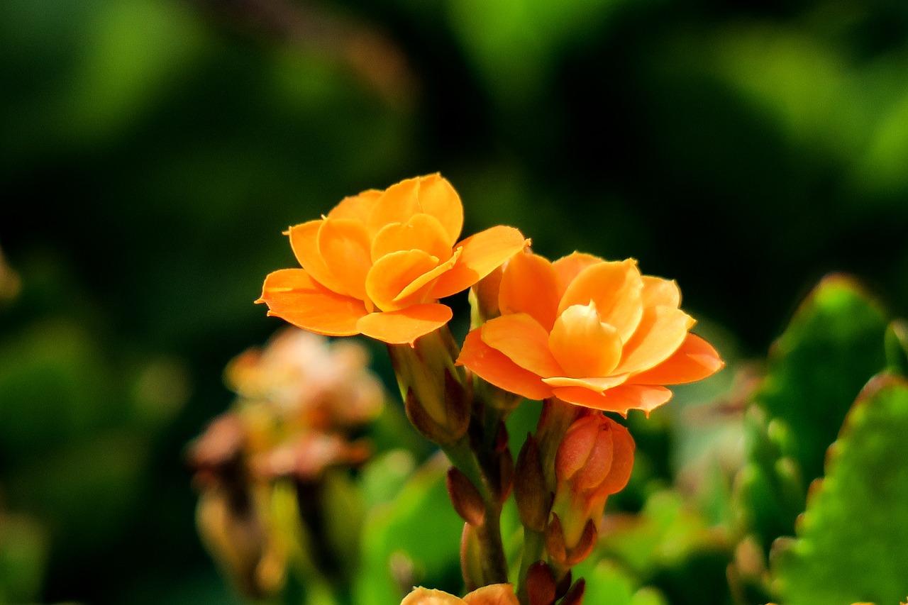 4. 浇水施肥技巧