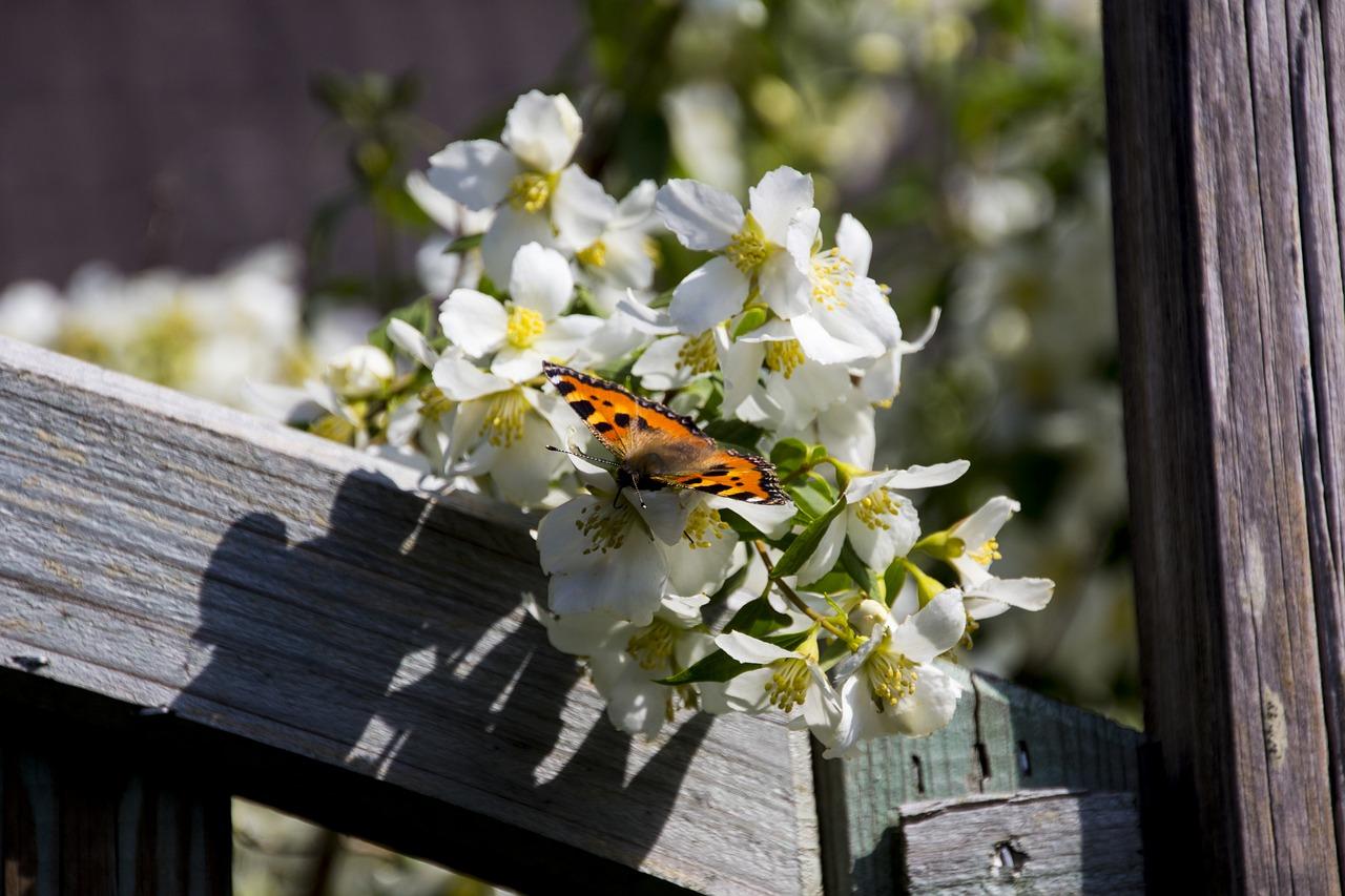 蝴蝶什么没有毒
