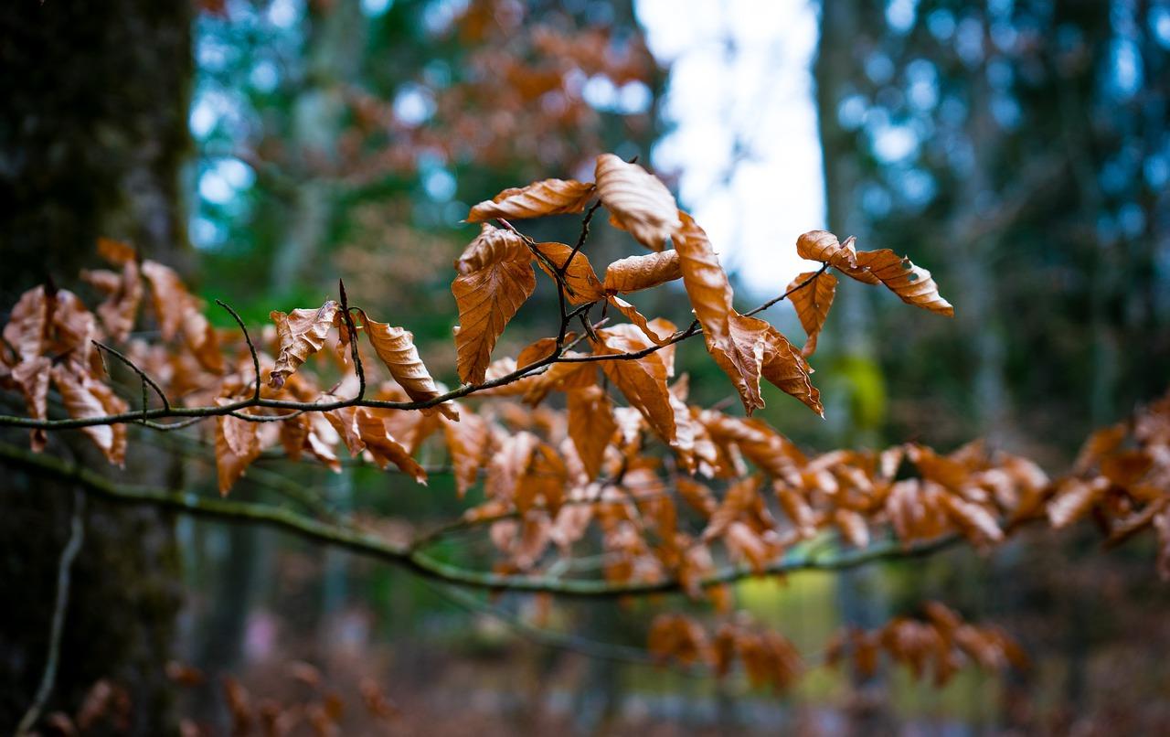 桂花落叶子怎么回事