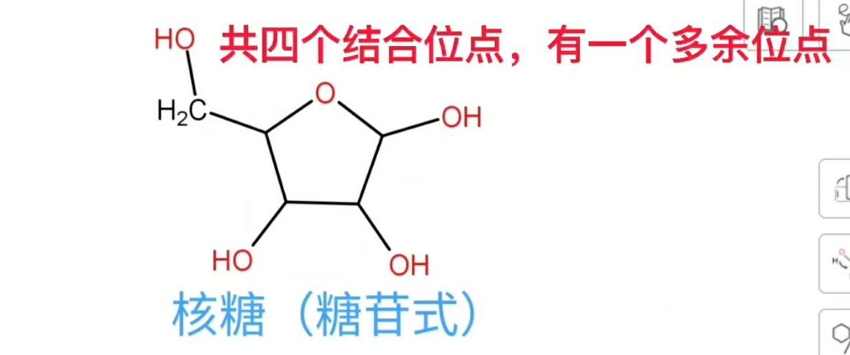 五碳糖结构图图片