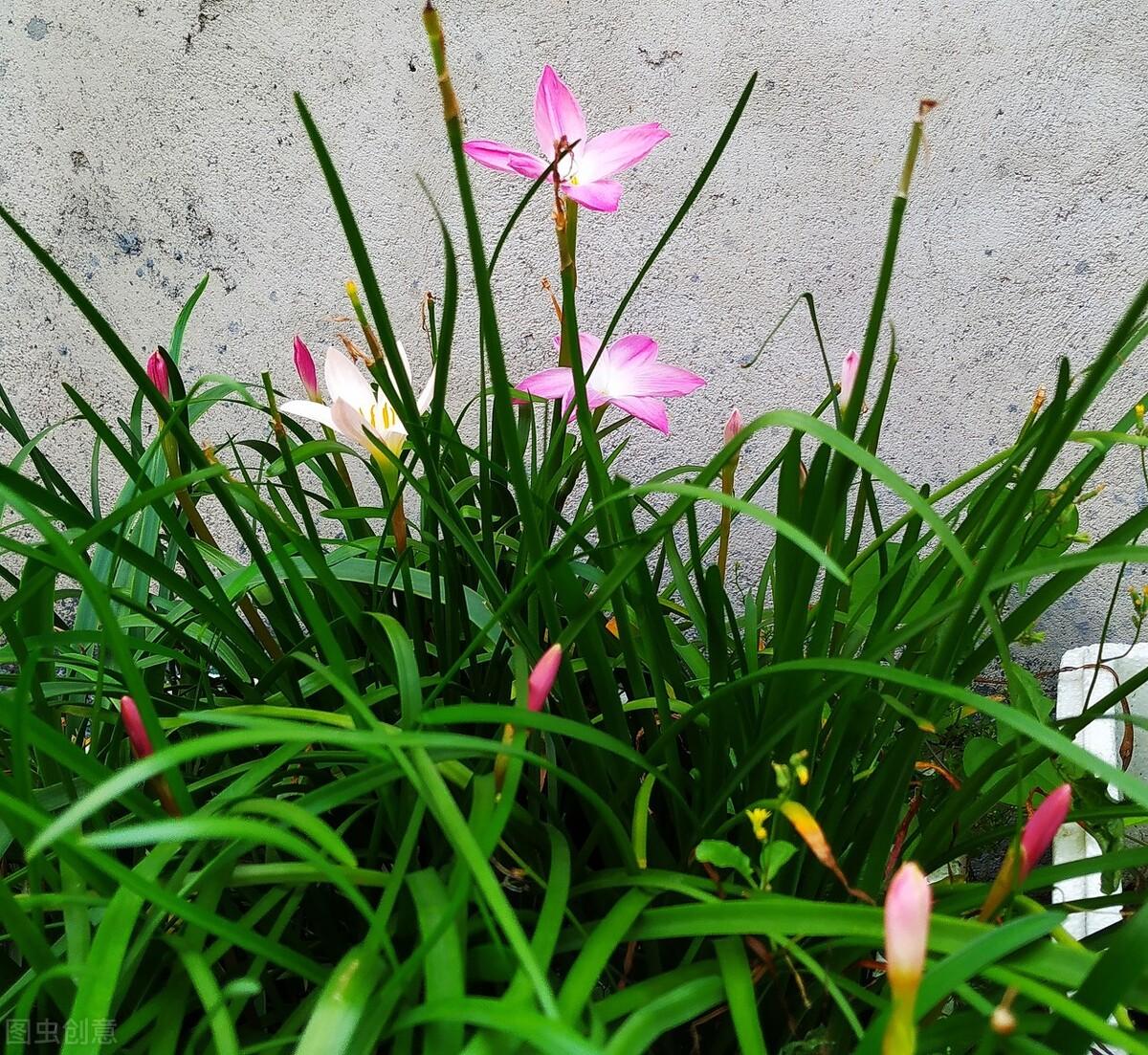 “花韭”和“风雨兰”不要再傻傻分不清了 - 知乎