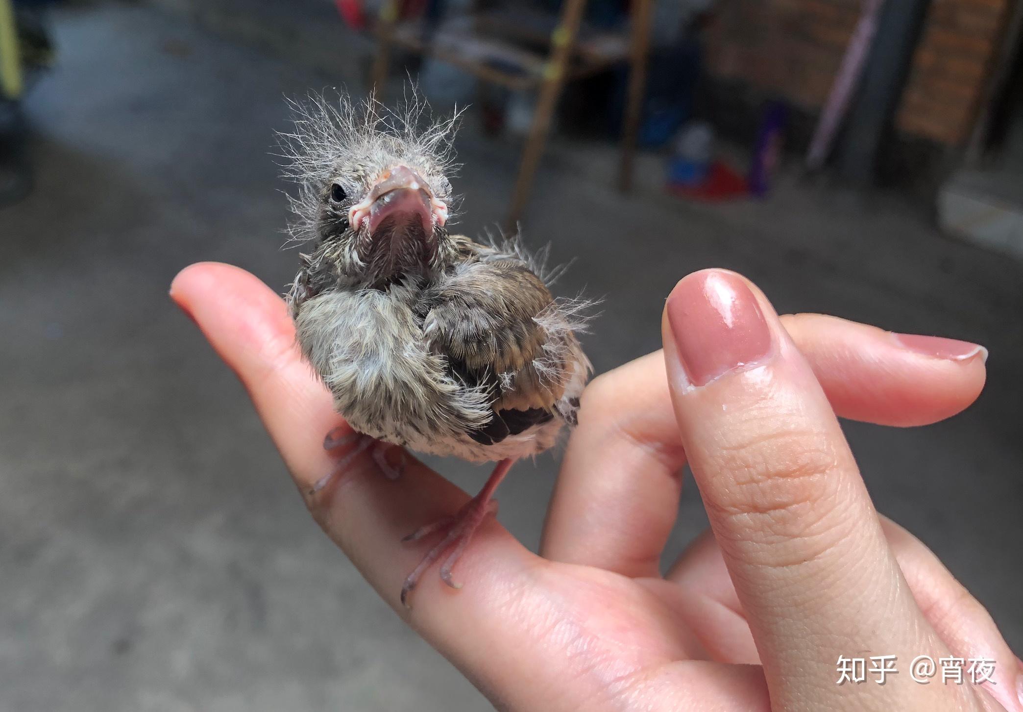 金翅雀幼鸟怎么养?