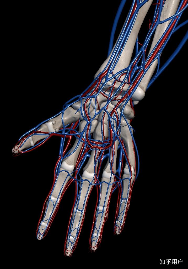 手腕血管图图片