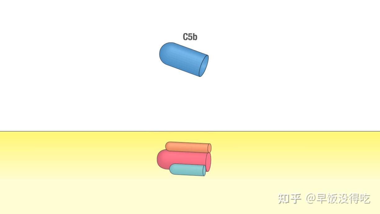 2.1 Complement System（补体系统） - 知乎