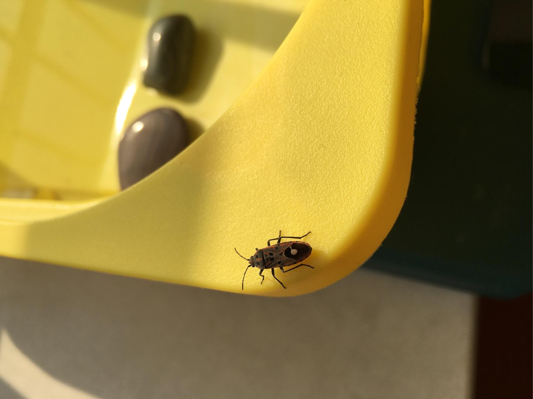 北方冬天楼房里面常见虫子不知道是什么虫子