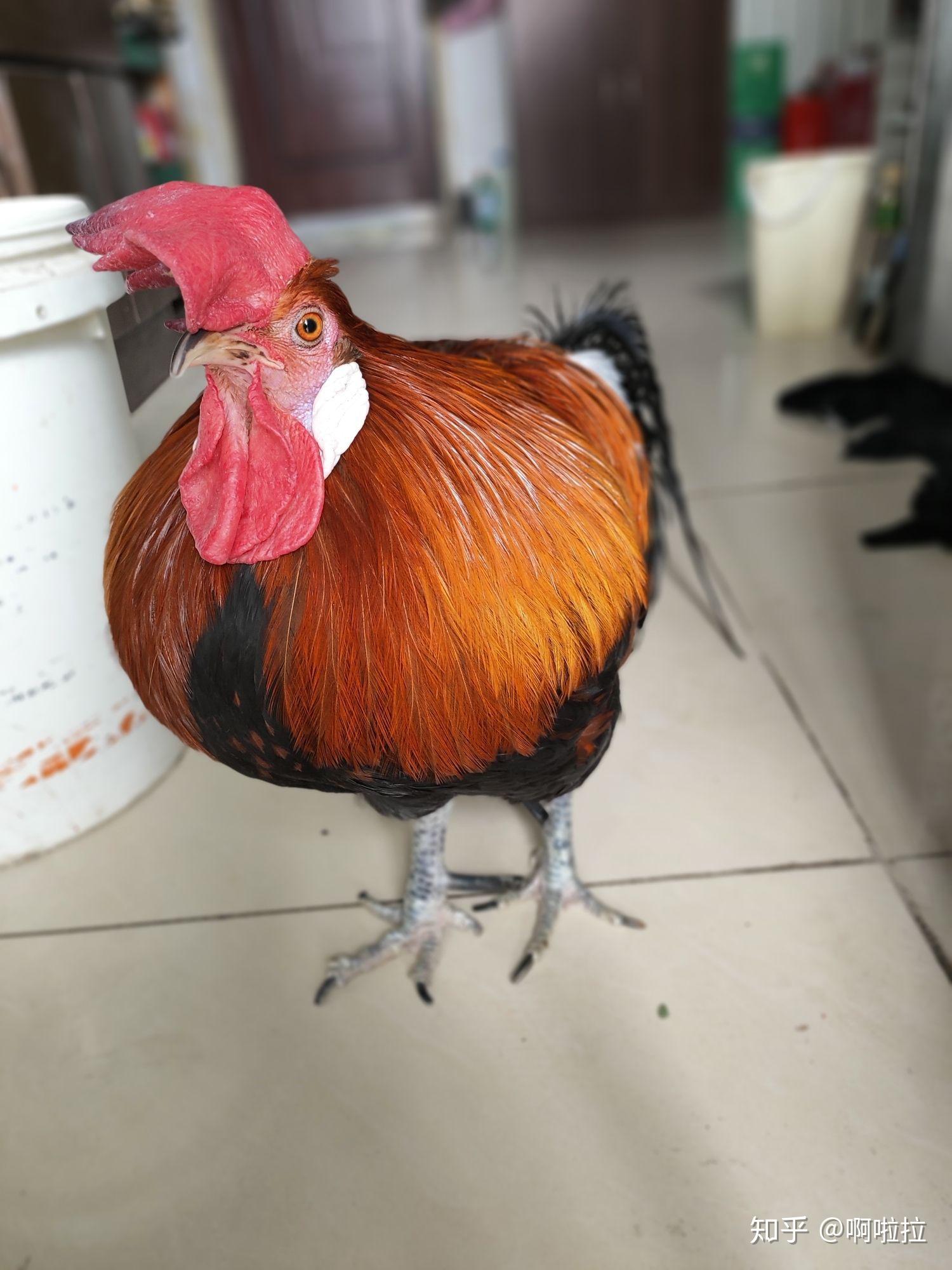 养一只家禽(鸡,鸭,鹅)当宠物是怎样的一种体验?