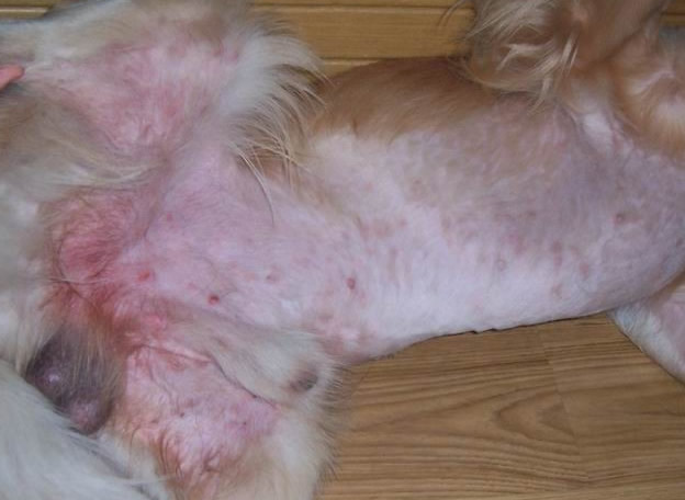 求教,狗狗皮肤病,什么是真菌,什么是湿疹,什么是螨虫?怎么治疗?