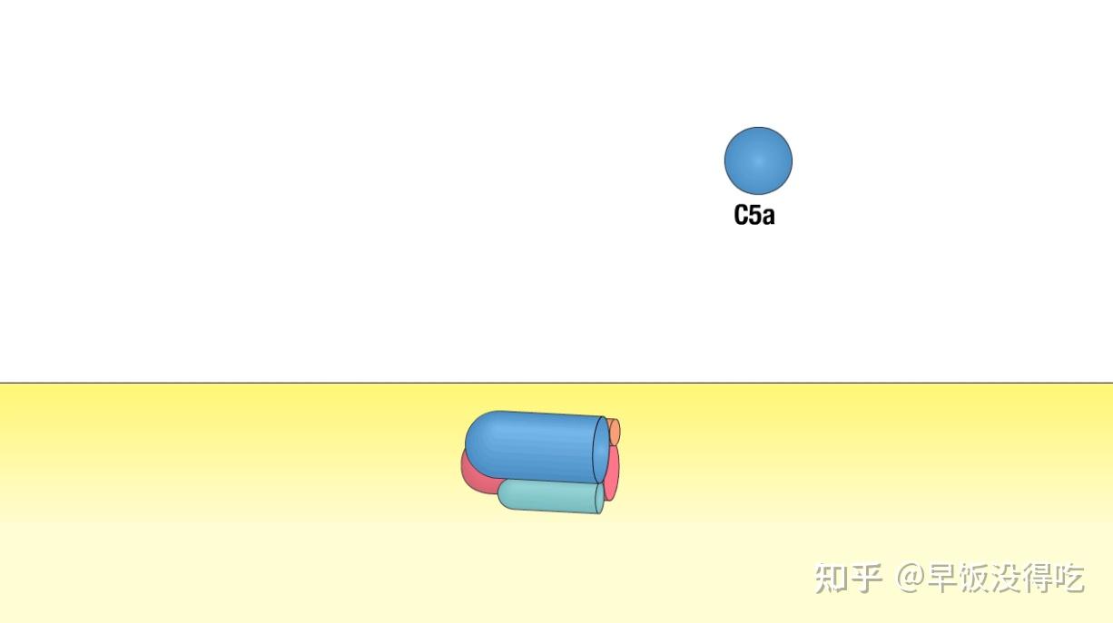 2.1 Complement System（补体系统） - 知乎
