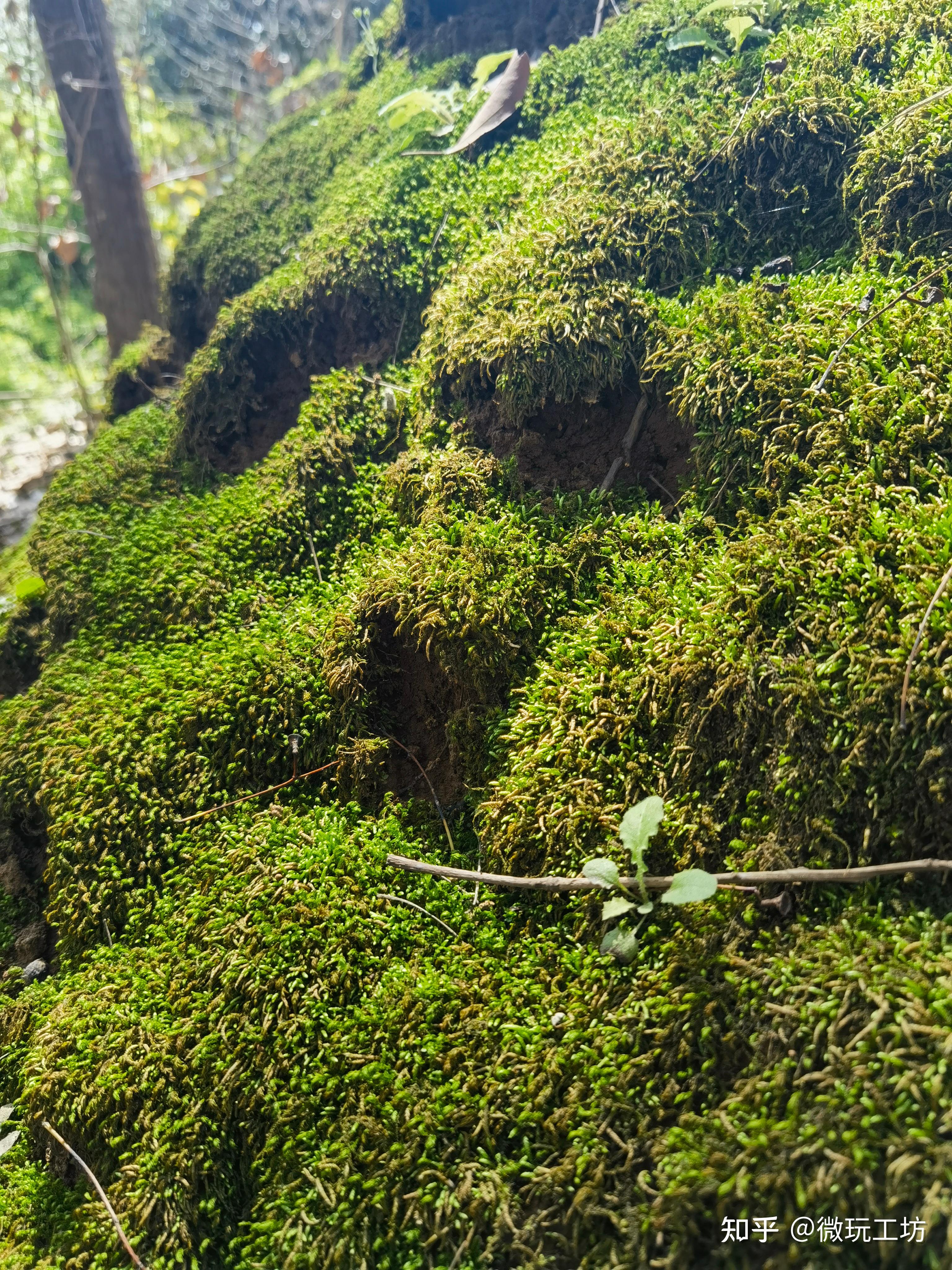 常见的苔藓都有哪些种类呢最好要配图的
