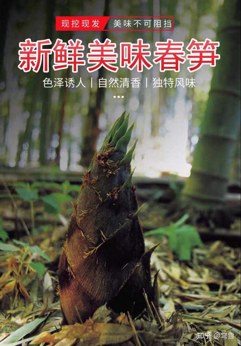 竹笋品种众多(毛竹笋、雷笋、红壳笋、麻竹笋、马蹄笋等)他们之间有什么关系?在吃法和做法上有什么不同? - 知乎