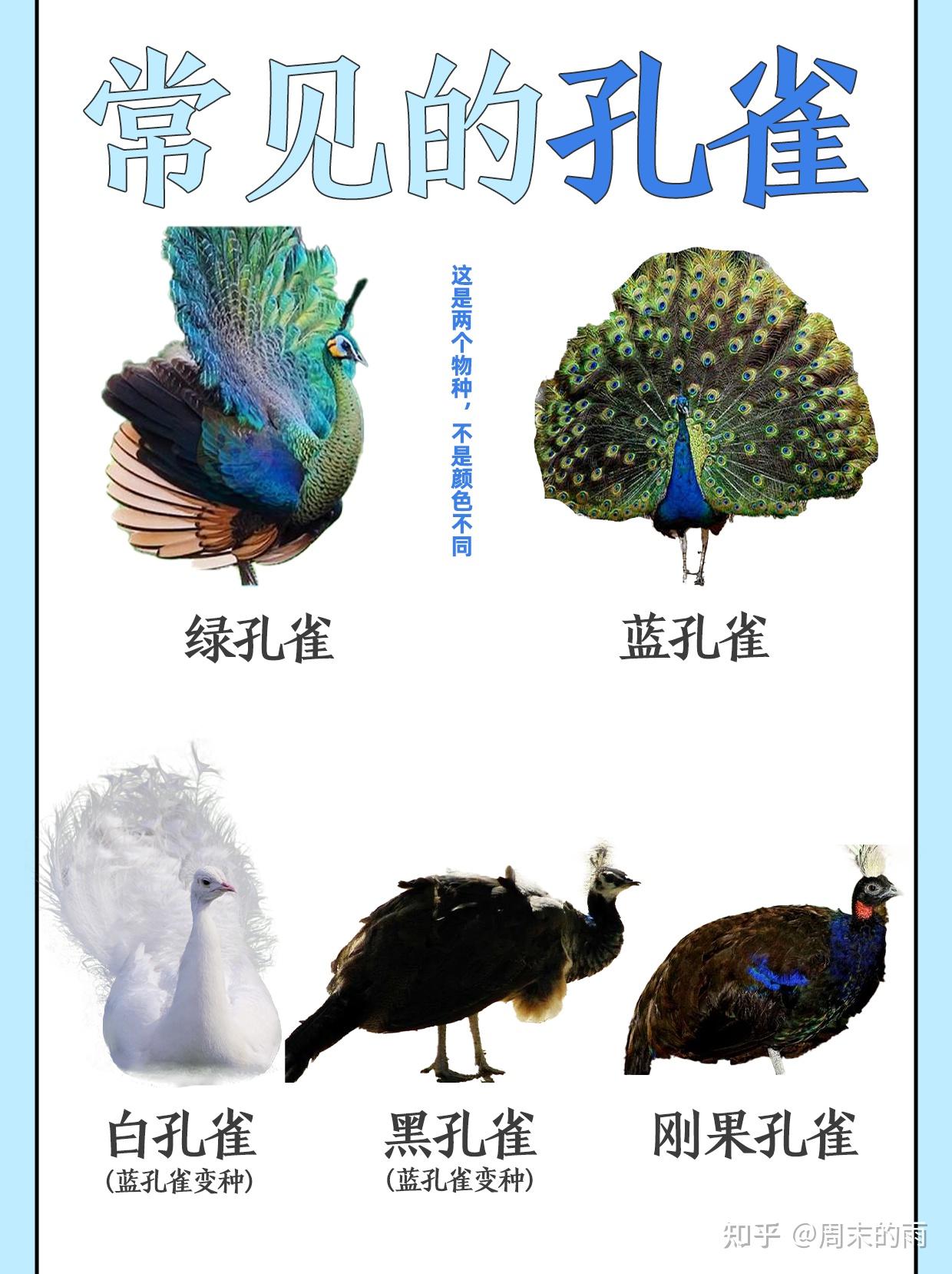 常见孔雀种类盘点，有想孔雀的吗？ - 知乎