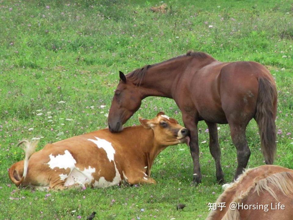 马与牛,这两种大型家畜在平时相处中经常是一种什么样的关系? - 知乎