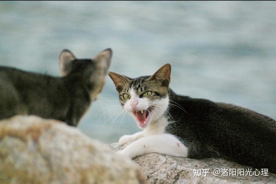 如何从心理学角度解释踢猫效应会产生怎样的影响生活中如何控制愤怒