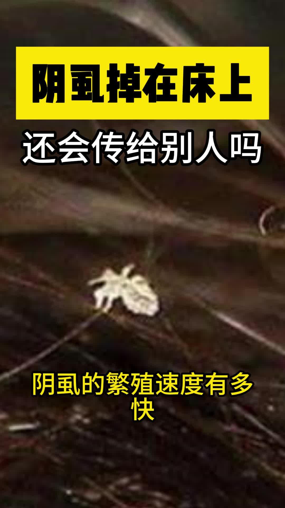 阴虱怎么生成的图片图片