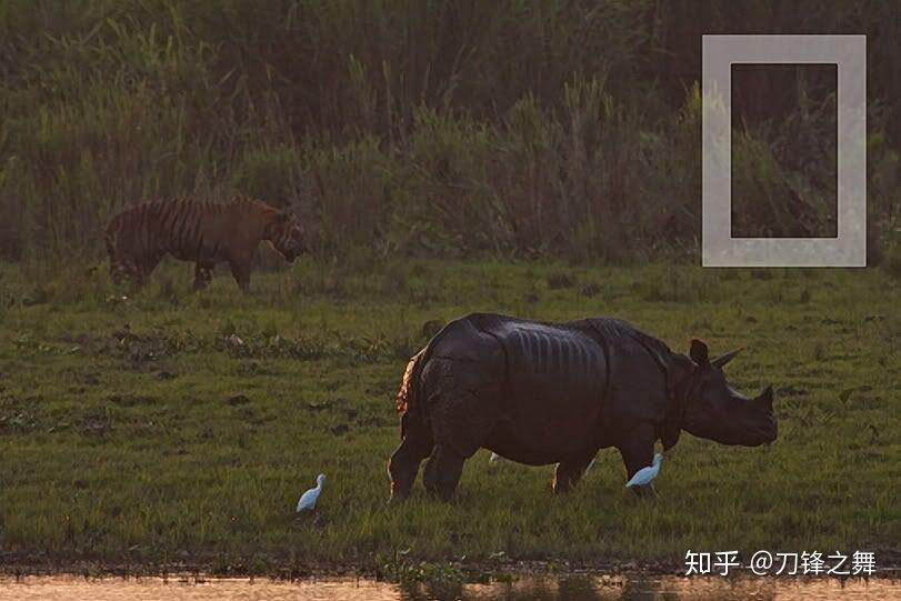 剑齿虎打得过狮子老虎吗?(剑齿虎与狮子体型对比)