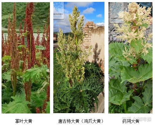 如何区别掌叶大黄,唐古特大黄,药用大黄三种大黄? - 知乎