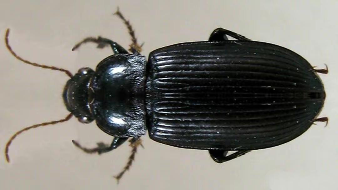 中华婪步甲为什么成批出现? - 知乎