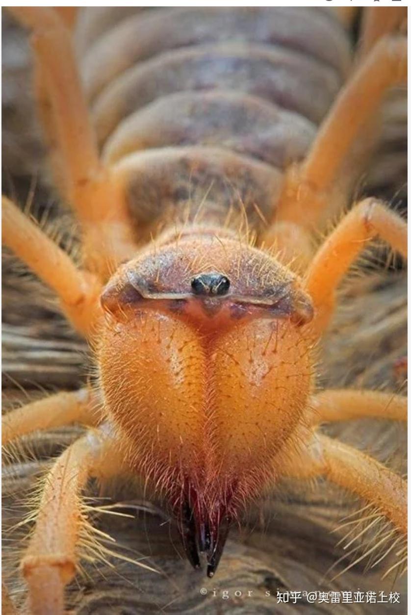 蜘蛛的照片恐怖图片