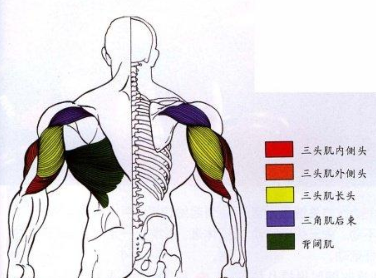 請教怎樣使手臂緯度變大