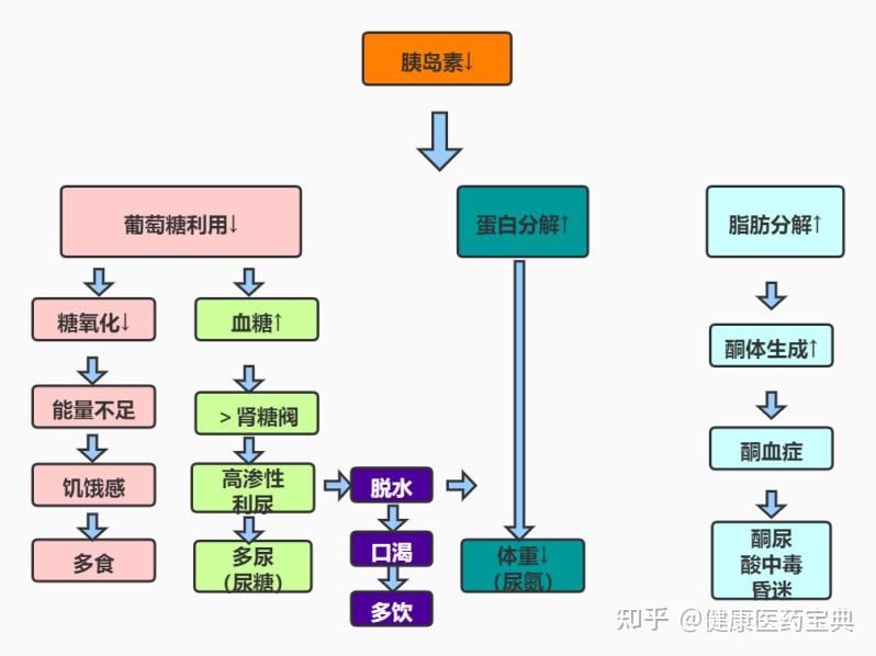 糖尿病人三多一少的机制是什么?