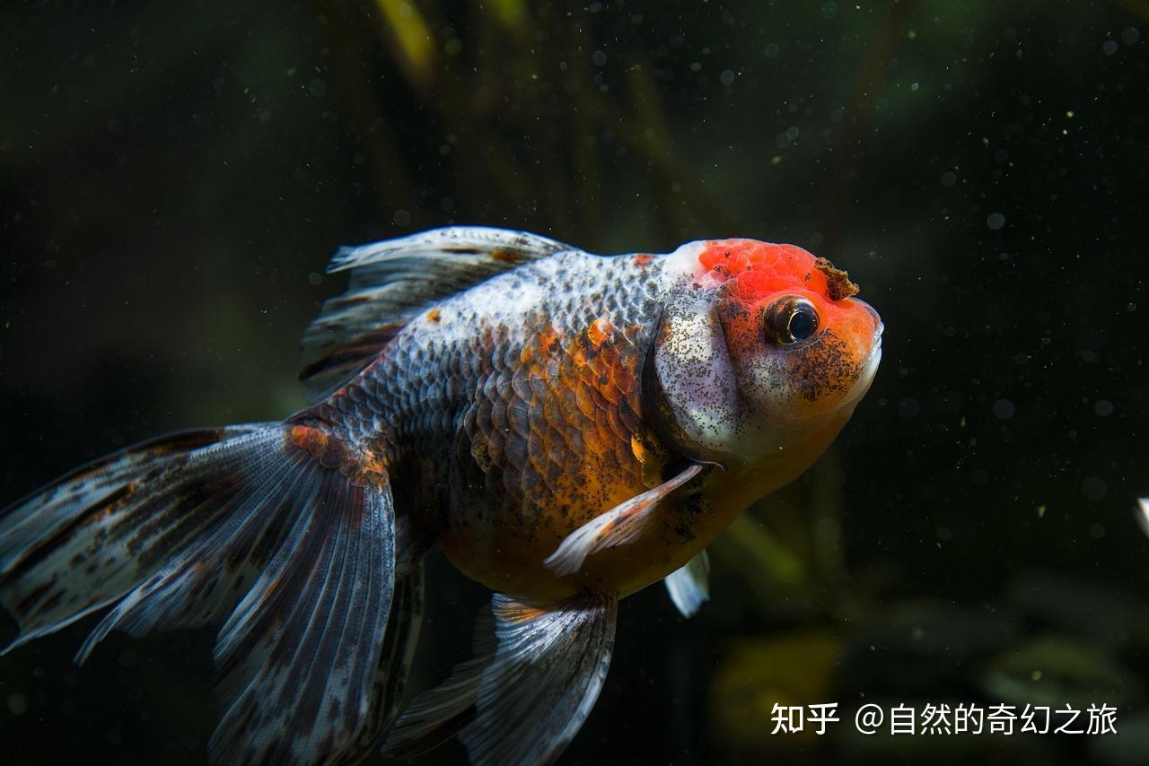 家裡的魚缸是603540的孔雀魚可以和金魚龍睛混養嗎