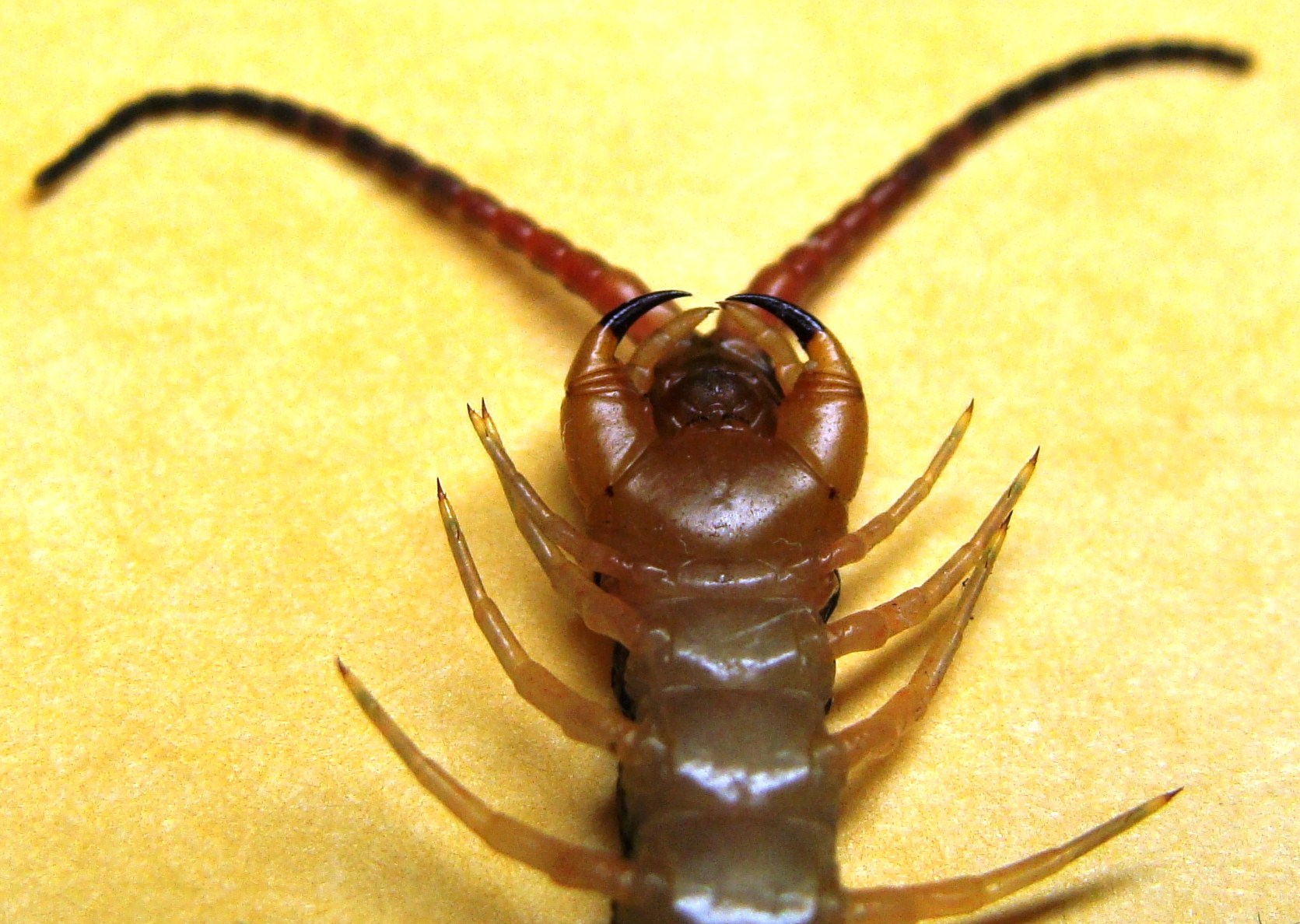 蜈蚣有剧毒吗被咬了会有什么症状和伤害