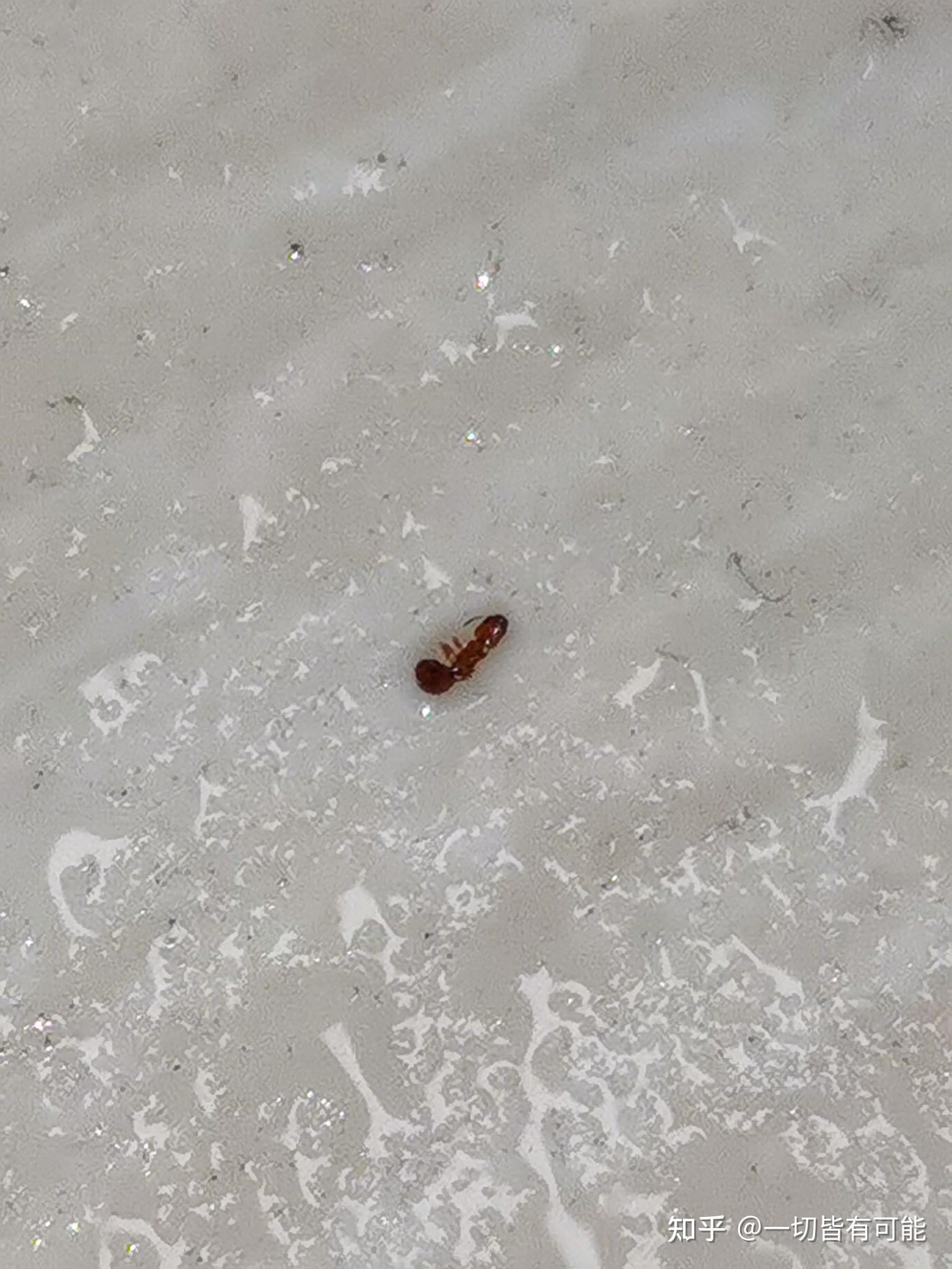 这是什么虫子啊好小一只大概一两毫米被蜇了会刺痛一下然后第二天就会