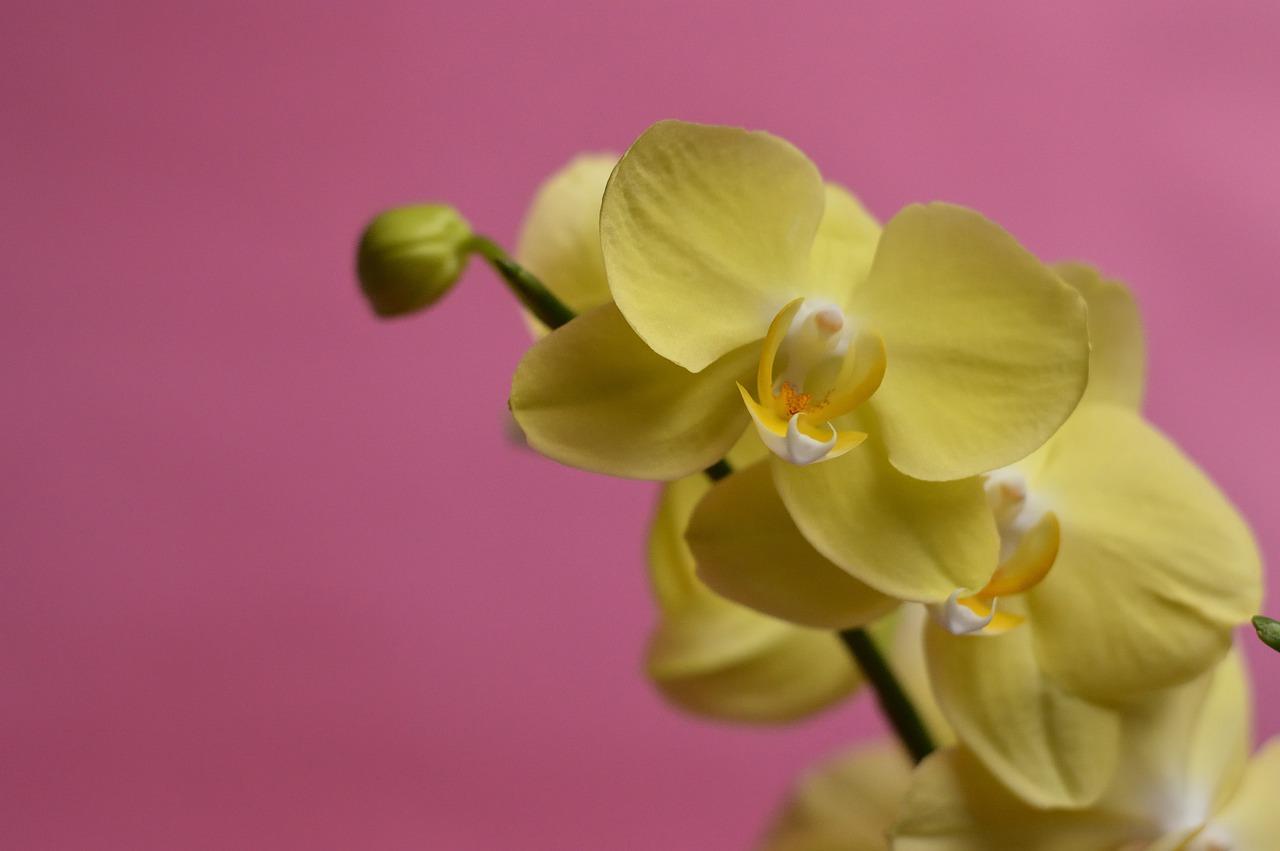 苔藓兰植繁殖方法