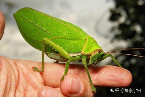 女大学生在寝室发现巨拟叶螽,网友评论称「以为是个玩偶,结果是活的」