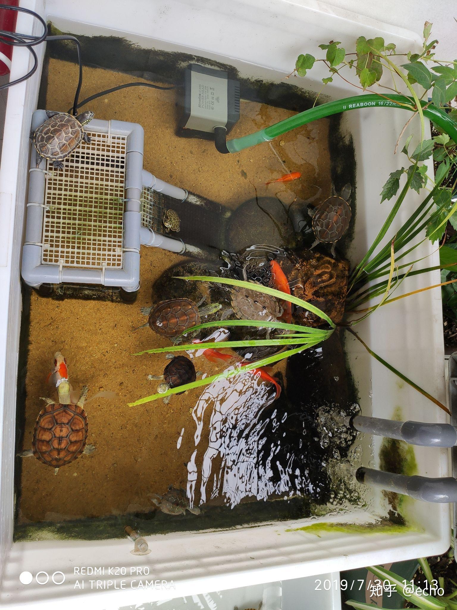 养龟大神回答一下养龟大概有哪几种环境