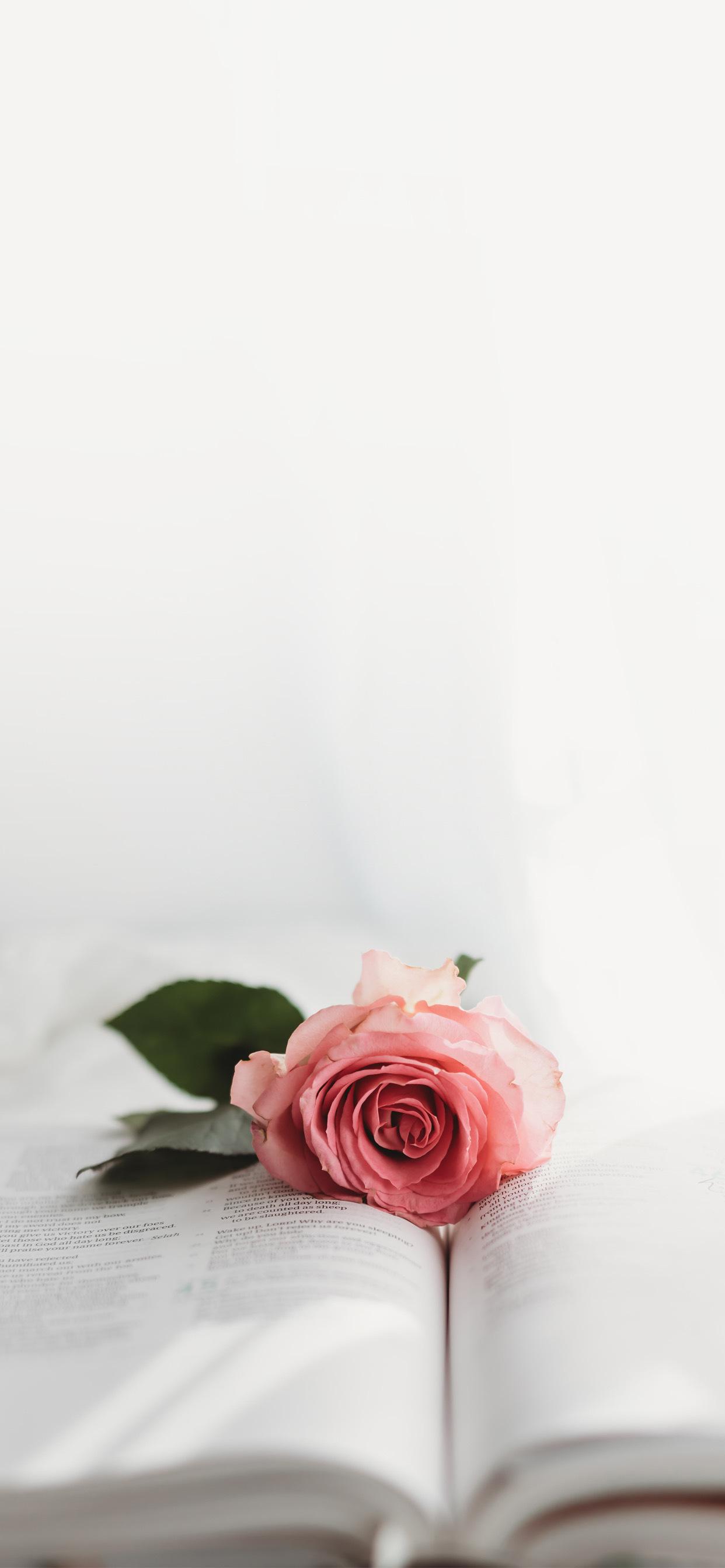 有没有浅色系的手机壁纸? - 知乎