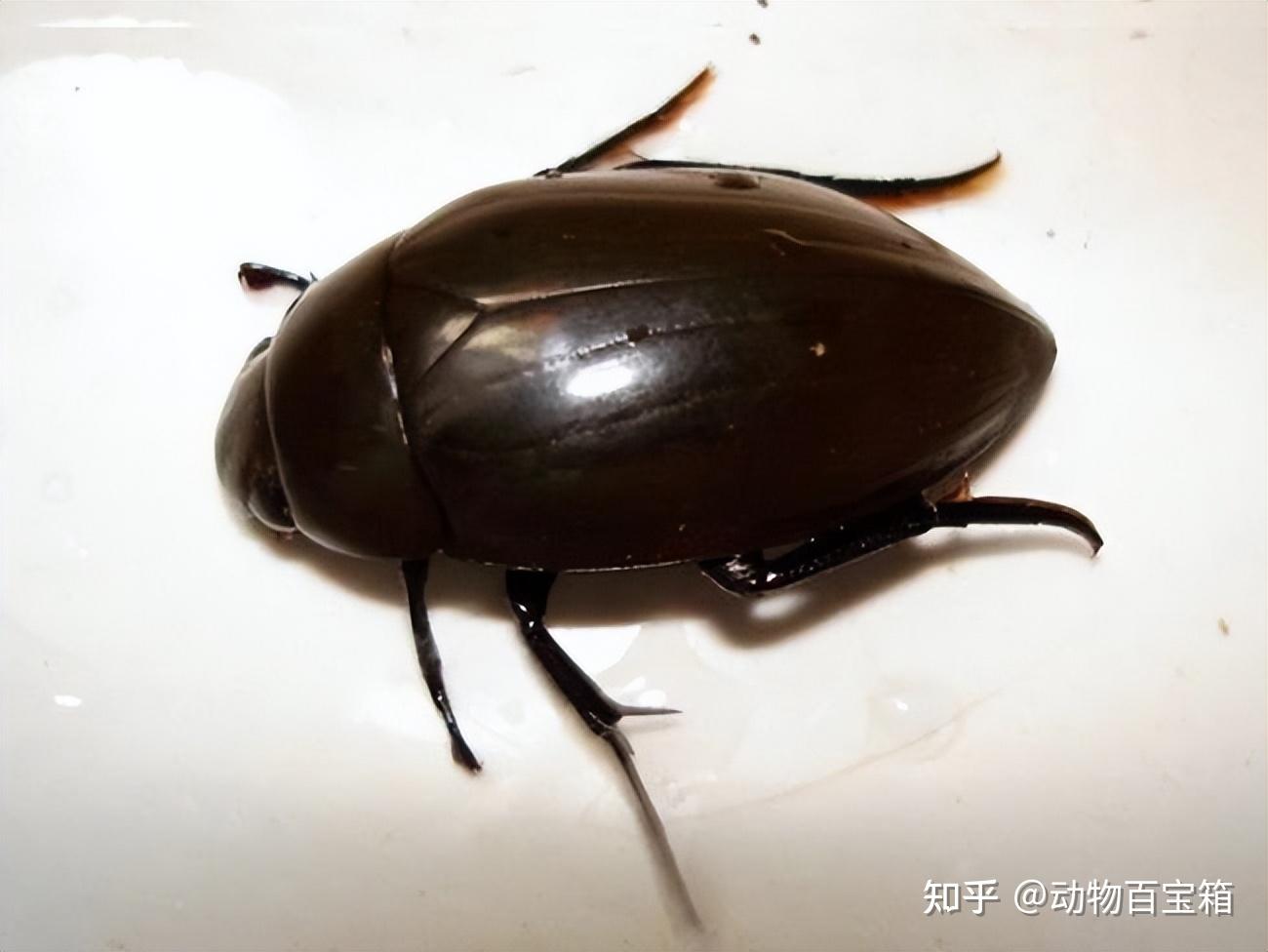 "龙虱"一名之由来? - 知乎